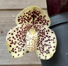 Rare paphiopedilum wenshanense for sale  LONDON