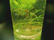 Freshwater gold instant for sale  Pittsburg