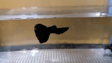 Black moscow guppies for sale  Havre de Grace