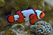 Bonded clownfish pair for sale  Paso Robles