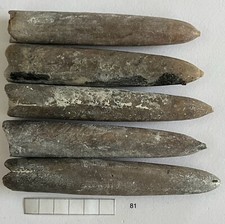 fossilien belemniten gebraucht kaufen fossilien belemniten gebraucht kaufen Gettorf