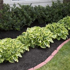 Hosta bare roots for sale  USA