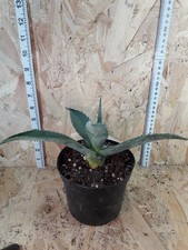 Agave americana actual for sale Agave americana actual for sale  PENZANCE