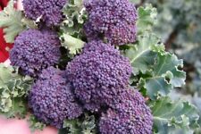 Purple sprouting broccoli for sale  Deltona
