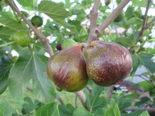 Olympian fig tree for sale  USA