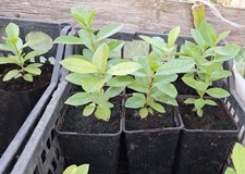 Psidium robustum araça usato  Italia