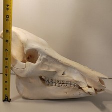 Boar pig skull for sale  Waxahachie