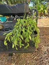 Aeschynanthus lipstick live for sale  Englewood