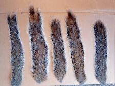 Squirrel tails for sale  LYDNEY