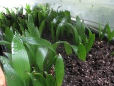 Mudas de palma Trachycarpus raiz nua do Canadá comprar usado  Enviando para Brazil