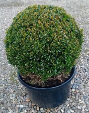 topiary balls 38 for sale topiary balls 38 for sale BECCLES