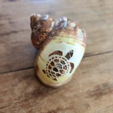 Turtle carved turbo for sale  Justin