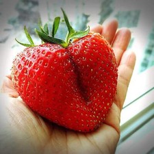 Giant strawberry fragaria for sale  Canton