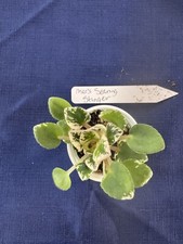 African violet starter for sale  Traer