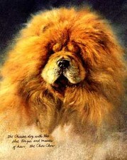 Chow chow custom for sale  Tampa