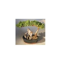 Juniper bonsai tree for sale  Patchogue