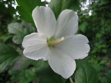 Hibiscus syriacus snowdrift usato  Italia