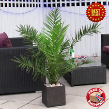 Pair phoenix canariensis for sale  OXFORD