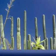 Cactus sacri cresciuti usato  Caronia