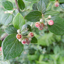 Cotoneaster dielsianus shrub for sale  Oakland Gardens