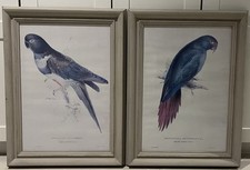 Beautiful set parakeet for sale  ASCOT