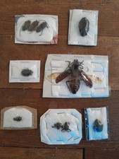 Entomologie insectes lot d'occasion  Argences