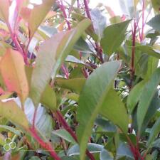 Nespolo lucido photinia usato  Spedire a Italy