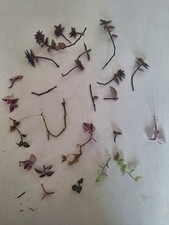 Tradescantia rescue bundle for sale  CHELTENHAM
