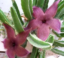 Orbea stapelia gigantea usato  Lunamatrona