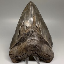 Huge serrated 6.15 for sale  Fernandina Beach