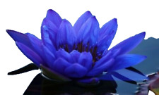 Water lily small for sale  UK