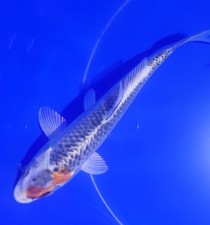 7.5 beni matsuba for sale  Arlington