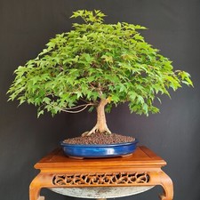 Bonsai acero burgeriano usato  San Pancrazio Salentino