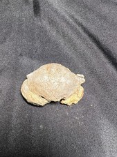 Rare eocene crab for sale  Webster