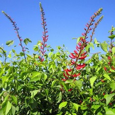 Erythrina bidwillii erythrine d'occasion Erythrina bidwillii erythrine d'occasion  Pouzauges