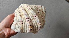 Natural half clam for sale  PERTH