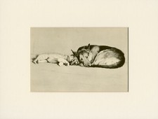 PASTOR ALEMÃO E FILHOTE DE KEESHOND DÉCADA DE 1930 CECIL ALDIN CÃO ARTE IMPRESSÃO MONTADA comprar usado  Enviando para Brazil