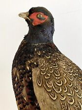 Fasan ausgestopft taxidermy gebraucht kaufen  München
