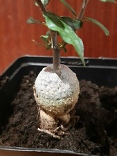 Fockea edulis austrieb gebraucht kaufen  Laboe
