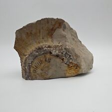 Ammonit fossilien versteinert gebraucht kaufen  Speyer