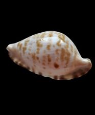 Shell conchiglia cypraea usato  Forano