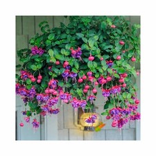 Hanging basket pre for sale  WICKFORD