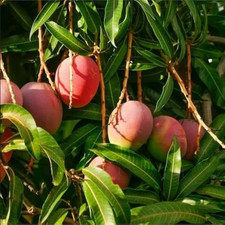 SEMENTES DE MANGA ORGÂNICA RARA Semente de Árvore Frutífera de Jardim Alta Germinação Semente de Manga Rara comprar usado  Enviando para Brazil