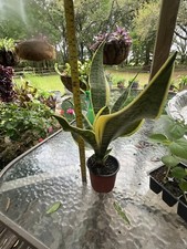 Sansevieria snake plant for sale  Branford