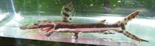 Pack tiger shovelnose for sale  Raymond
