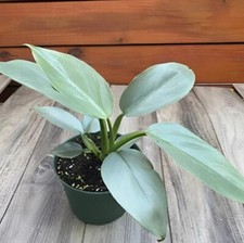 house plant metal pot for sale house plant metal pot for sale Fleming Island