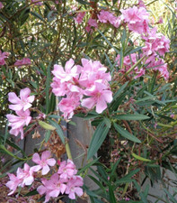 Oleander pink live for sale  Patterson