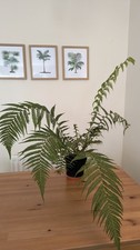 Dicksonia fibrosa tree for sale  CULLOMPTON