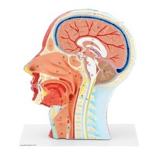 Physa phy anatomie gebraucht kaufen  Rostock