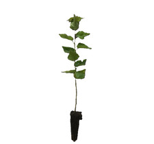 Silver birch trees for sale  HEATHFIELD